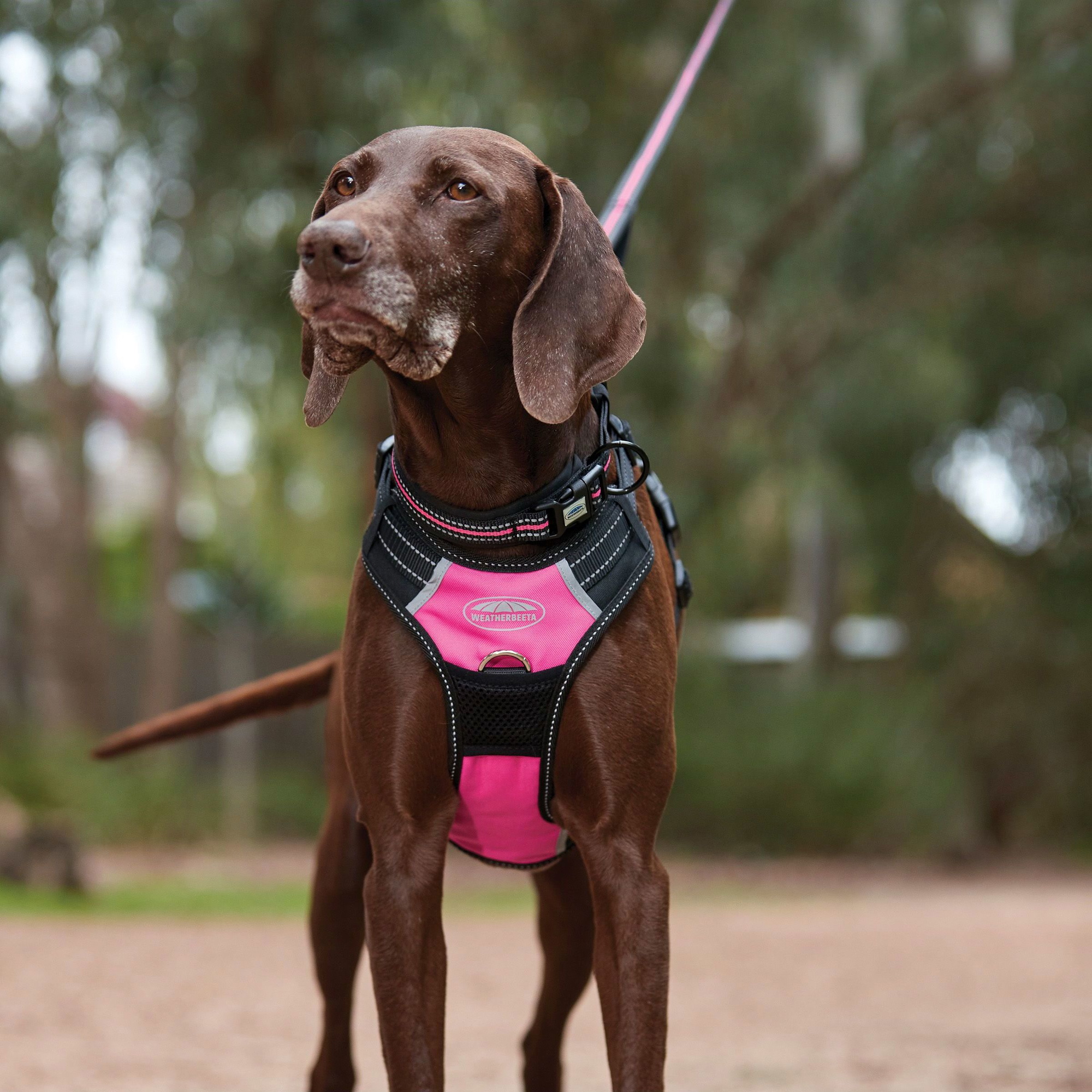 Weatherbeeta Anti Pull / Traveling Harness 1003617 - Pink